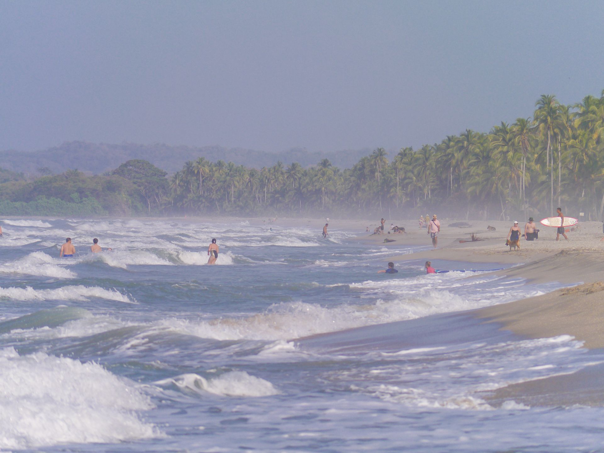 Palomino – Osotur Colombia